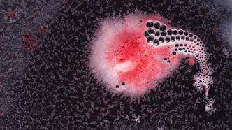 Superbug fungus candida auris